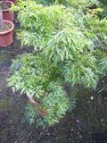 Polyscias fruticosa